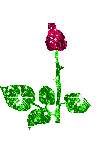 Rose 19305342